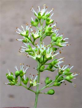  Inflorescence